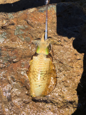 風と波で濁りが…