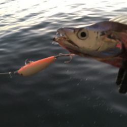 太刀魚ハンティング！