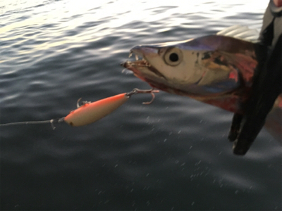 太刀魚ハンティング！