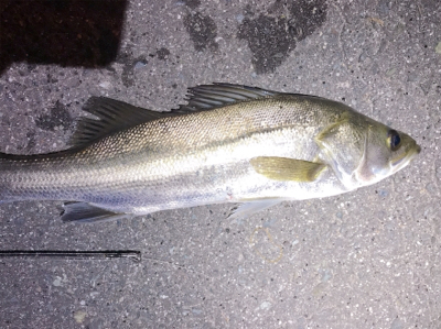 40センチ シーバス