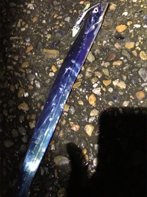 タチウオには…タチウオ！