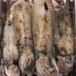 台風前にエギング