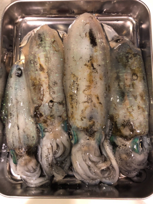 台風前にエギング