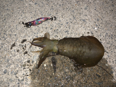 アオリを求めて…