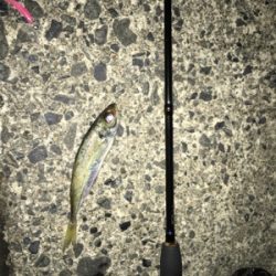 台風前アジング