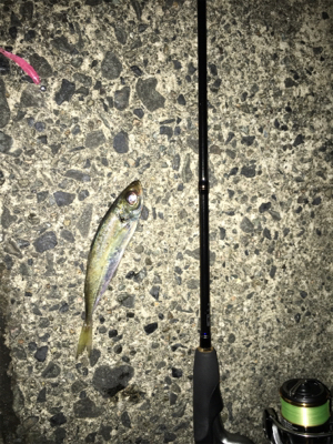 台風前アジング