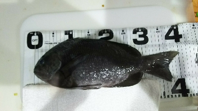 びしょ濡れ(ToT)