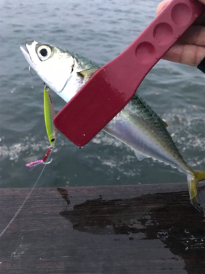 台風前の…サバ祭り（笑）