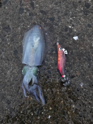 アオリイカ釣果