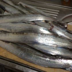 台風前タチウオ