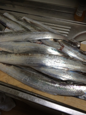 台風前タチウオ