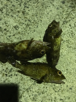 台風が来る前に サビキとライトゲーム