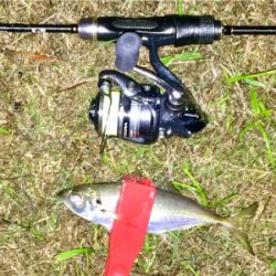 台風前アジング