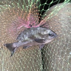 チヌさん釣れず