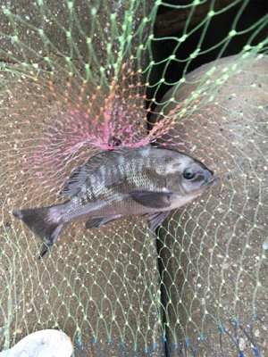 チヌさん釣れず