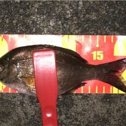 台風直前アジング