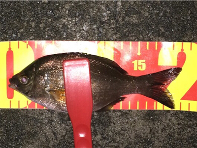 台風直前アジング