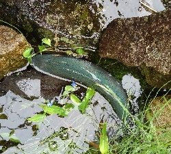 魚の里すぎしま