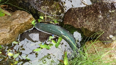 魚の里すぎしま