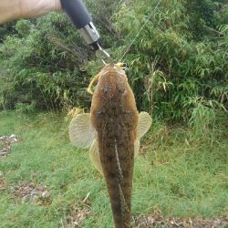 いい時期になりましたな