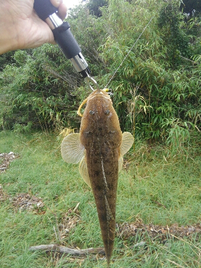 いい時期になりましたな