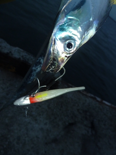 アジからのタチウオ