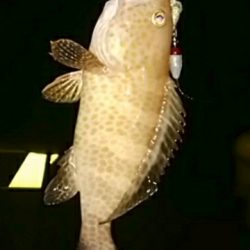 キス、真鯛、オオモンハタ