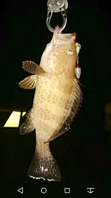 キス、真鯛、オオモンハタ