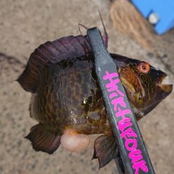 エギング byイカ臭い男達