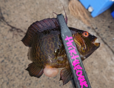 エギング byイカ臭い男達