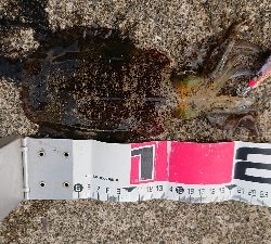 直江津ハッピー