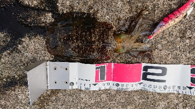 直江津ハッピー