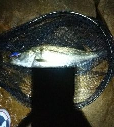 最高記録更新ならず(  ；∀；)