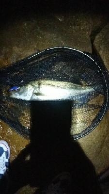 最高記録更新ならず(  ；∀；)