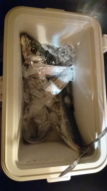 連日大にぎわい！