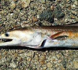 ハマチは何処に