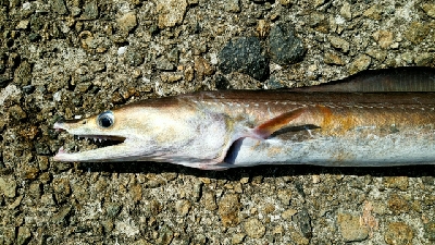 ハマチは何処に