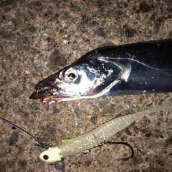 コスモ7時から時合か