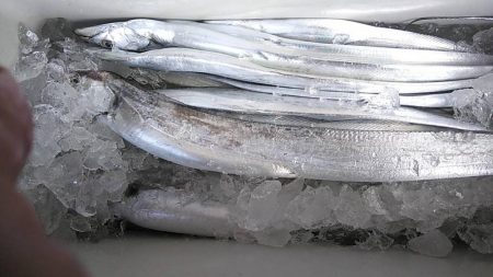 焼津沖でも小さい太刀魚が多いが中には・・・…