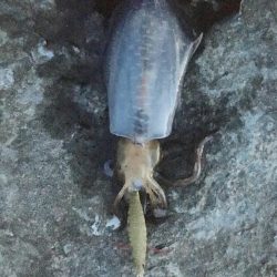 舞鶴港うろうろ ＊＊ング（笑）