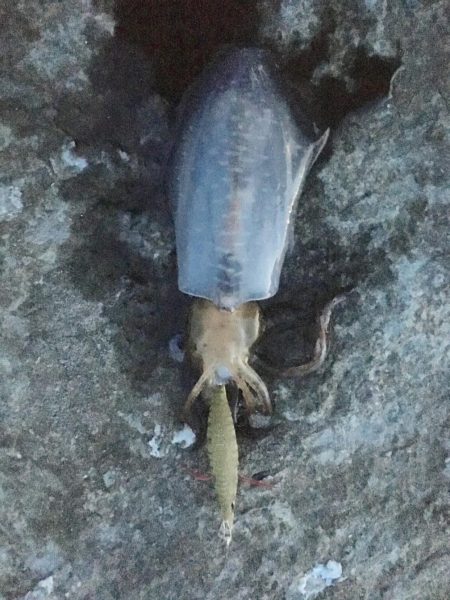 舞鶴港うろうろ ＊＊ング（笑）