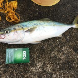 マリーナで青物爆釣!!