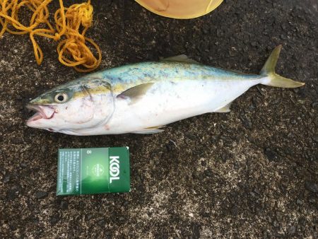 マリーナで青物爆釣!!