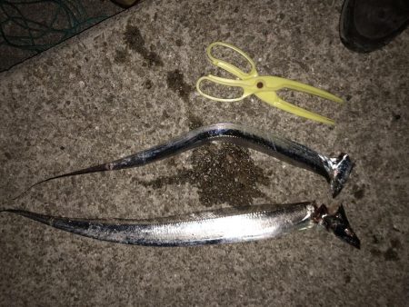 イカ釣れず、タチウオ