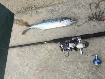 ショアジギングからのエギング