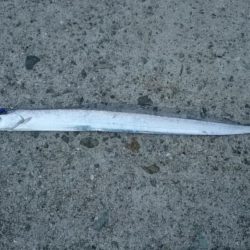 タチウオとアジ