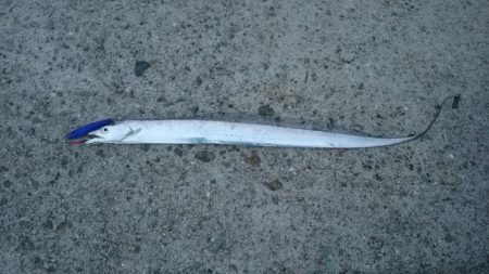 タチウオとアジ