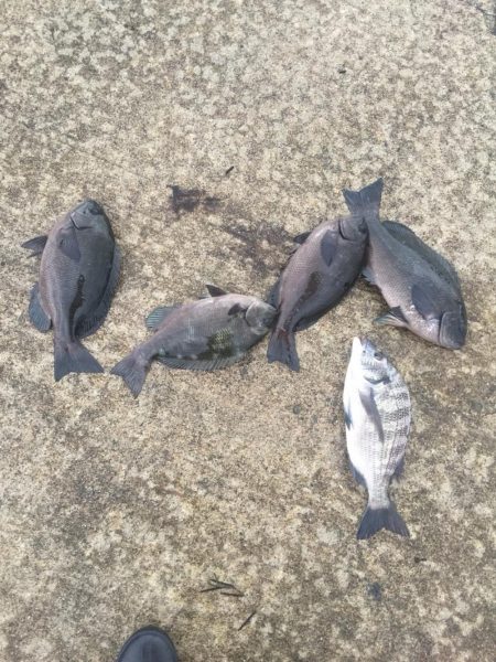 台風通過後の週末、雨の中を釣行！