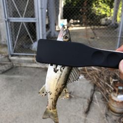 バースデーシーバス!