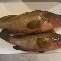 七類港でデカアコウ